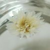 Hang Bai Gong Premium Chrysanthemum Flower